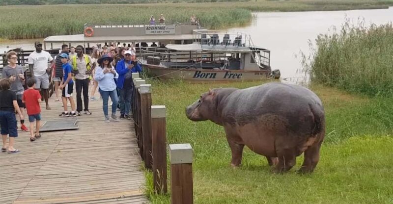 Half Day Hippo Boat Safari Isimangaliso Wetlands from Durban - An In-Depth Look at the Experience