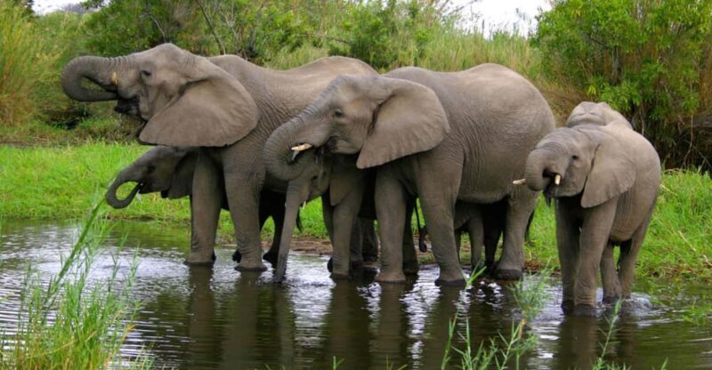 Half Day Hluhluwe Imfolozi Game Reserve from Richards Bay - Key Points