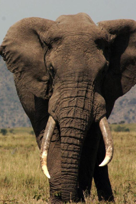 Half Day Hluhluwe Imfolozi Game Reserve from Richards Bay - FAQ