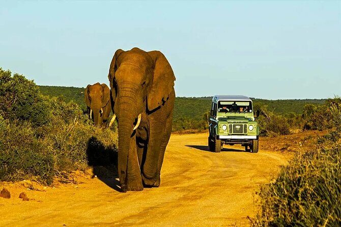 Half Day Hluhluwe Imfolozi Game Reserve from Richards Bay - Key Points