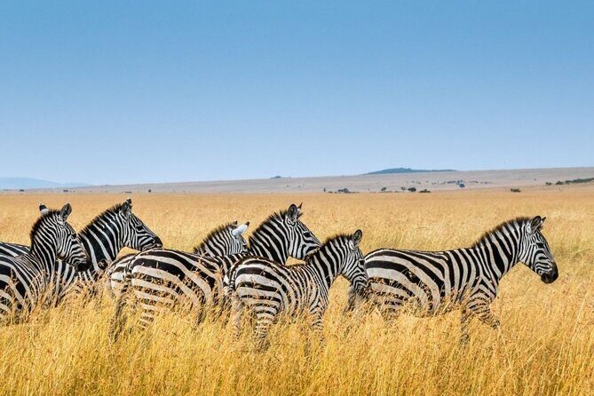 Half Day Hluhluwe Imfolozi Game Reserve from Richards Bay - Authentic Insights from Reviewers