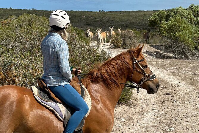 Half day Horse back safari - The Itinerary Breakdown