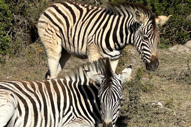Half day Horse back safari - Authentic Experiences and Reviewer Insights