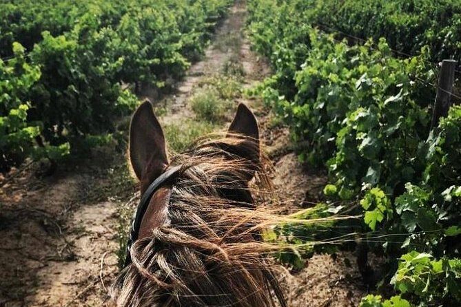 Half Day Horseback Wine Tour - Authentic Insights from Reviewers