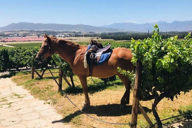 Half Day Horseback Wine Tour - Pricing and Value