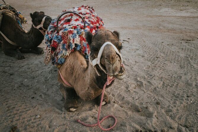 Half day in Agafay desert with Camel ride, Quad biking and dinner nomad tent - The Itinerary Breakdown: What to Expect