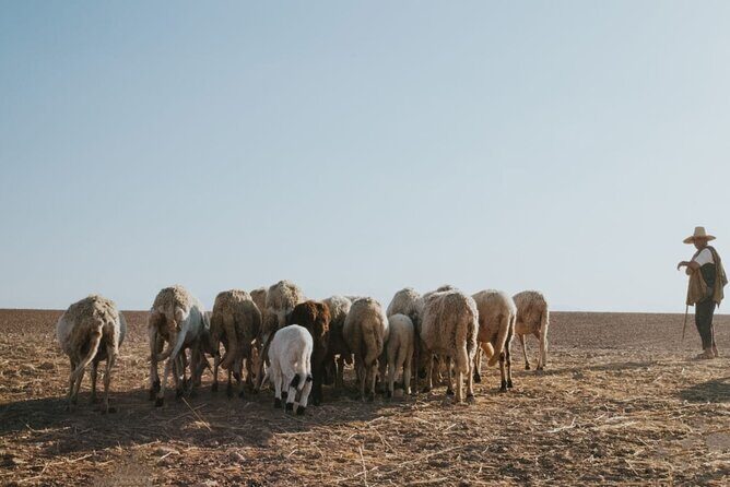 Half day in Agafay desert with Camel ride, Quad biking and dinner nomad tent - What Makes This Tour Stand Out?