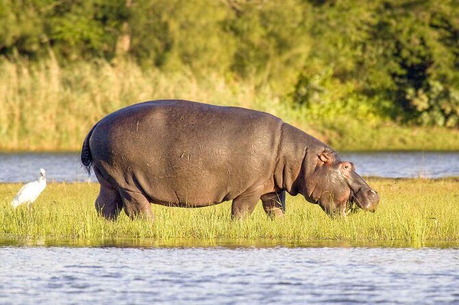 Half Day iSimangaliso Boat Safari Tour To Richards Bay - Discover the Wild Side of KwaZulu-Natal with the Half Day iSimangaliso Boat Safari to Richards Bay