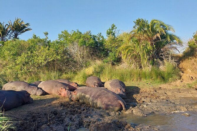 Half Day iSimangaliso Boat Safari Tour To Richards Bay - Frequently Asked Questions