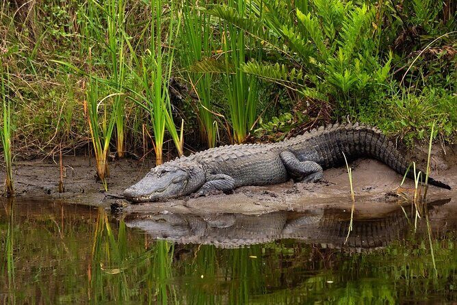 Half Day Isimangaliso Wetlands Park Boat Tour from Richards Bay - Who Is This Tour Best For?