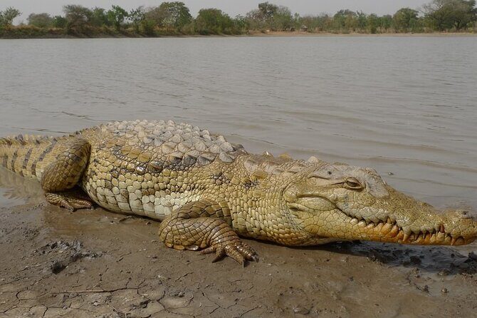Half Day Isimangaliso Wetlands Park Boat Tour from Richards Bay - FAQ