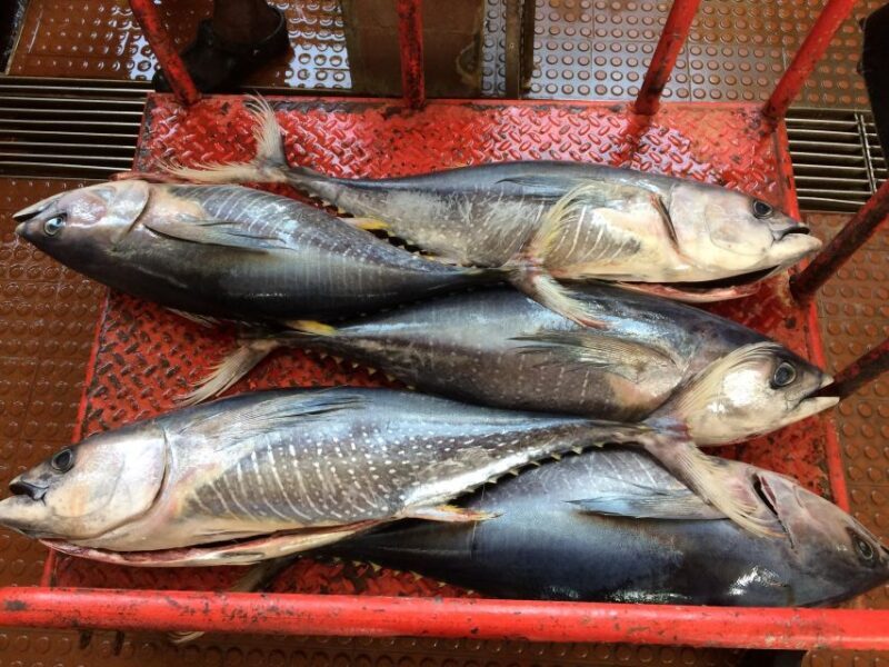 Half Day Island Tour, Best of São Vicente, Highlights - The Sum Up: Is It Worth It?