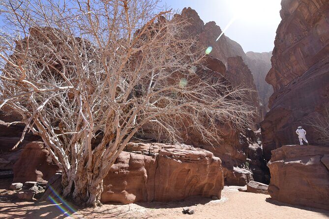 Half day Jeep and camel tour No stay - The Experience from the Reviews