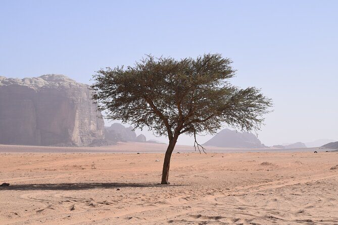 Half day Jeep and camel tour No stay - The Sum Up