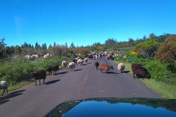 half-day-jeep-safari-tour-at-pico-areeiro-and-santo-da-serra