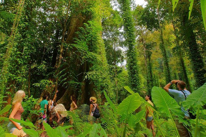 Half-Day Jungle Tour Including Crystal Pool and Krabi Hot Springs - The Sum Up