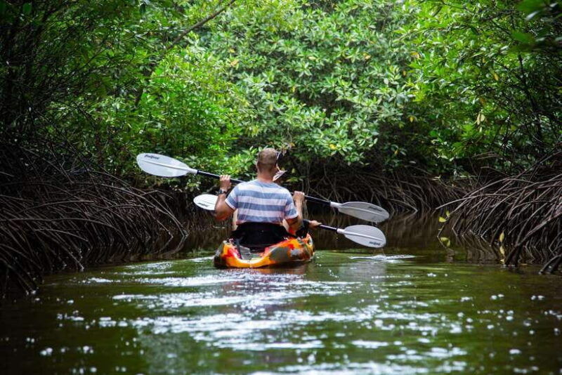 half-day-kayak-guided-tour-to-the-green-mangroves-forest