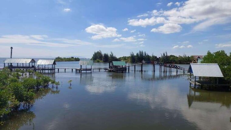 half-day-kayak-guided-tour-to-the-green-mangroves-forest