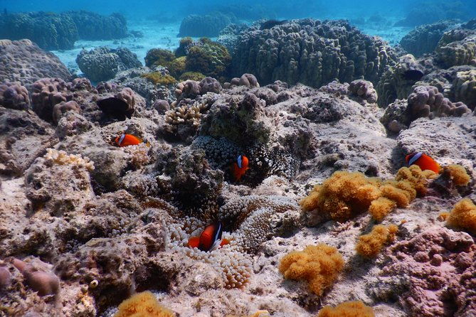 half-day-kayak-tour-on-the-kerama-islands-and-zamami-island