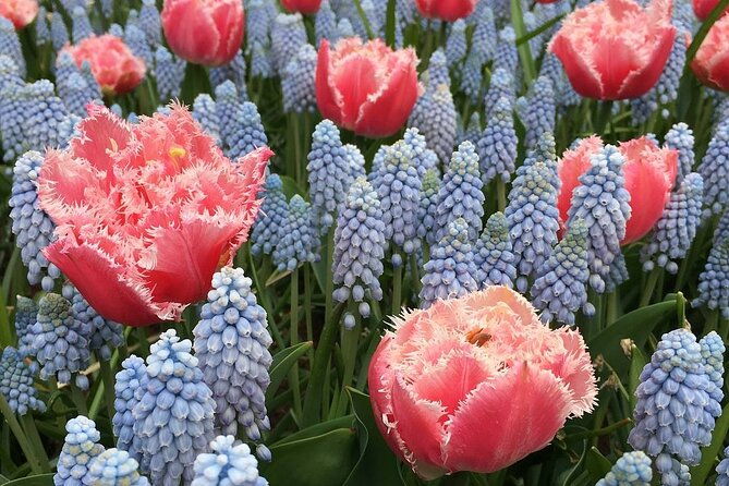 half-day-keukenhof-tulip-paradise-trip-from-amsterdam