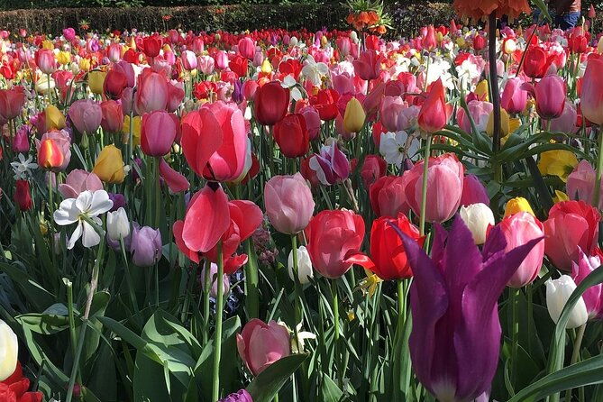 half-day-keukenhof-tulip-paradise-trip-from-amsterdam