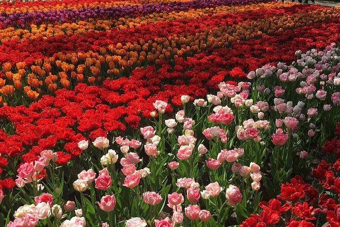 half-day-keukenhof-tulip-paradise-trip-from-amsterdam