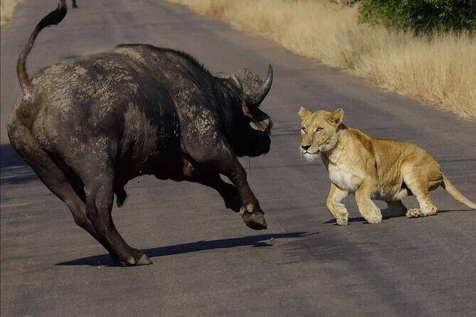 Half Day Kruger Open Vehicle Safari from Marloth Park - Who Is This Tour Best For?