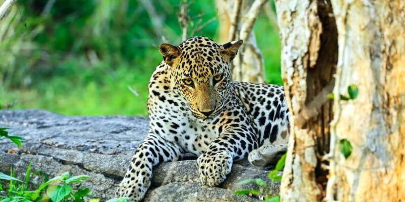 half-day-kumana-national-park-4-x-4-wheel-safari