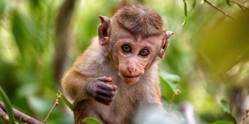 half-day-kumana-national-park-4-x-4-wheel-safari