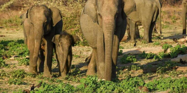 half-day-kumana-national-park-4-x-4-wheel-safari