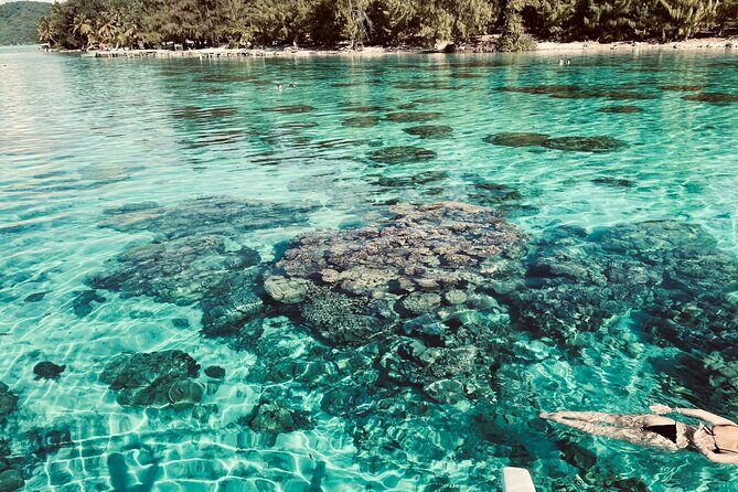Half day lagoon safari tour in Bora Bora- Shared tour - What to Expect from the Lagoon Safari Tour