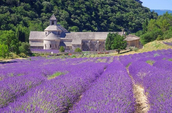 half-day-lavender-road-in-sault-from-avignon