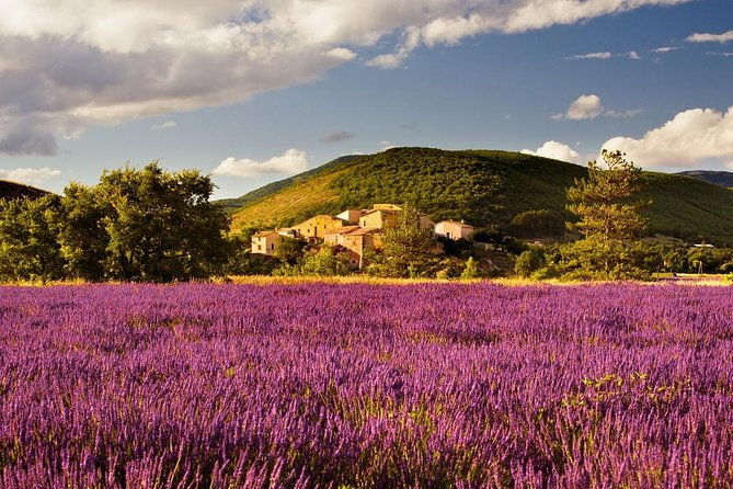 half-day-lavender-road-in-sault-from-avignon