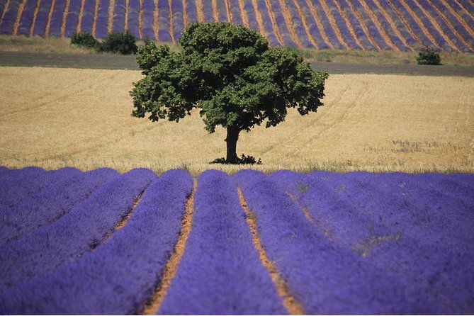 half-day-lavender-road-in-sault-from-avignon