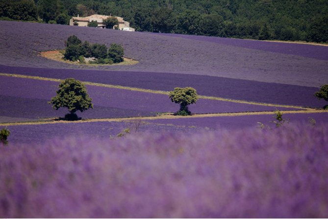 half-day-lavender-road-in-sault-from-avignon