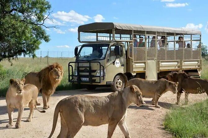 Half Day Lion and Safari Park Tour - What to Expect at the Lion and Safari Park