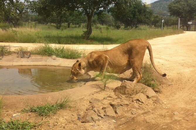Half Day Lion and Safari Park Tour - The Safari Drive
