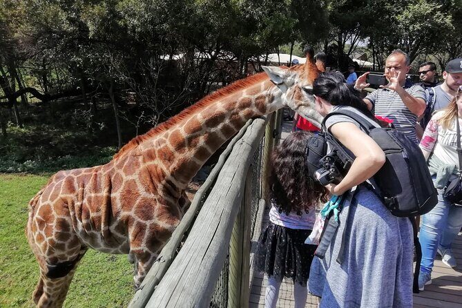 Half-Day Lion and Safari Park Tour - Introduction: A Compact Wildlife Experience with Plenty of Charm