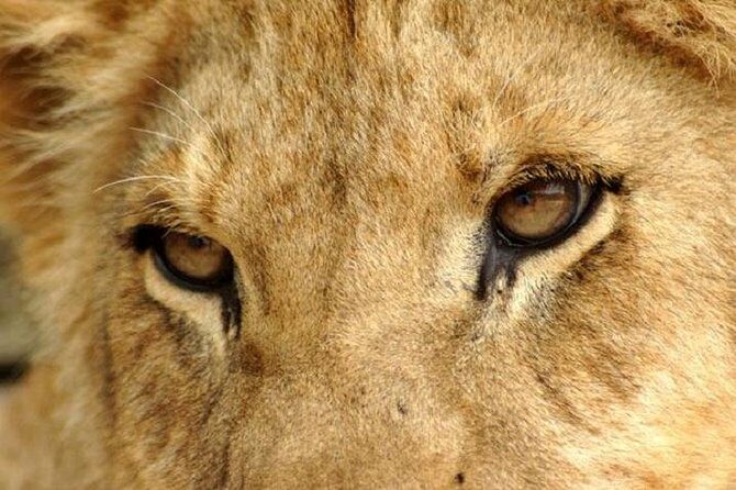 Half Day Lion Park tour from Johannesburg or Pretoria - What to Expect from the Tour