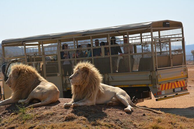 Half Day Lion Park tour from Johannesburg or Pretoria - Final Thoughts: Who is This Tour Best For?