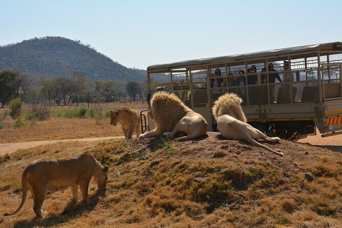 Half Day Lion Park tour from Johannesburg or Pretoria - FAQs