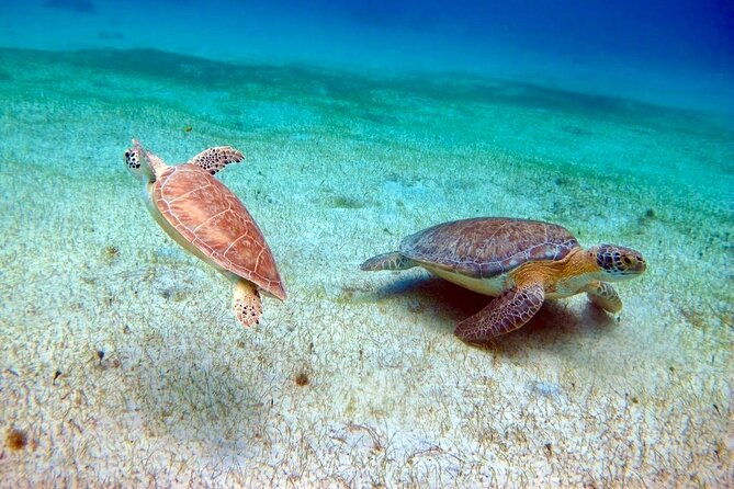 half-day-luxury-catamaran-turtle-snorkel-and-beach
