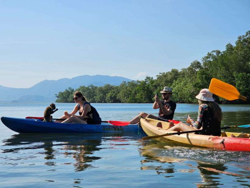 half-day-mangrove-forest-morning-or-afternoon