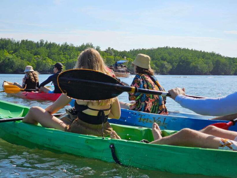 half-day-mangrove-forest-morning-or-afternoon