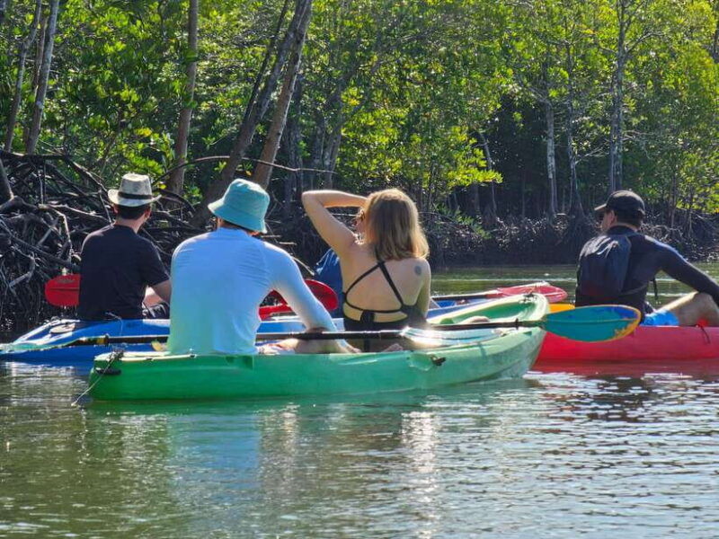 half-day-mangrove-forest-morning-or-afternoon