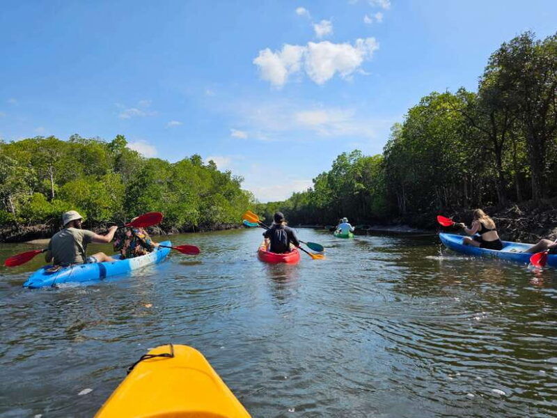 half-day-mangrove-forest-morning-or-afternoon