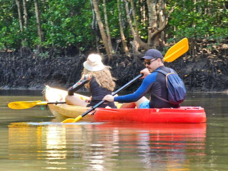 half-day-mangrove-forest-morning-or-afternoon