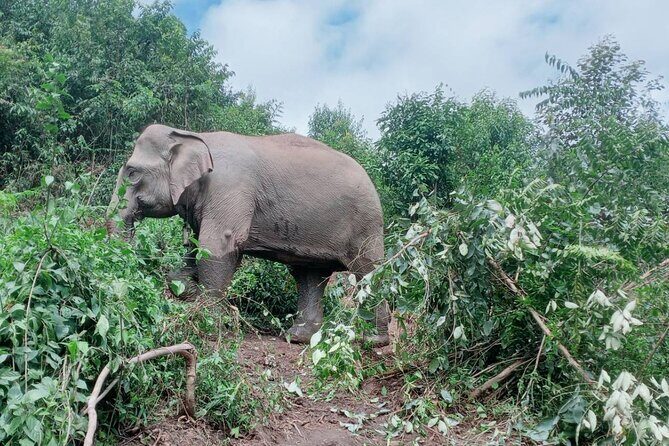 Half Day Morning Elephant Observation Tour in Chiang Mai - Key Points