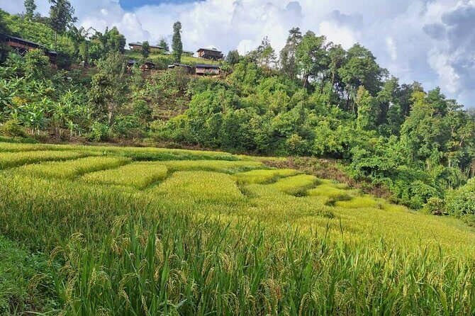 Half Day Morning Elephant Observation Tour in Chiang Mai - FAQ