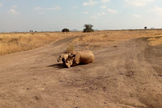Half Day Morning or Afternoon Guided Tour : Nairobi National Park - Why This Tour is a Great Choice